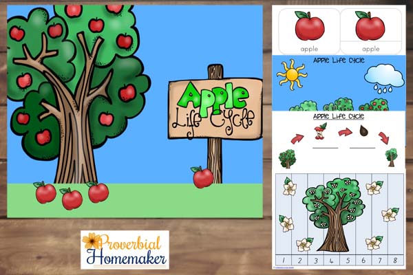 Apple Life Cycle Printable Pack